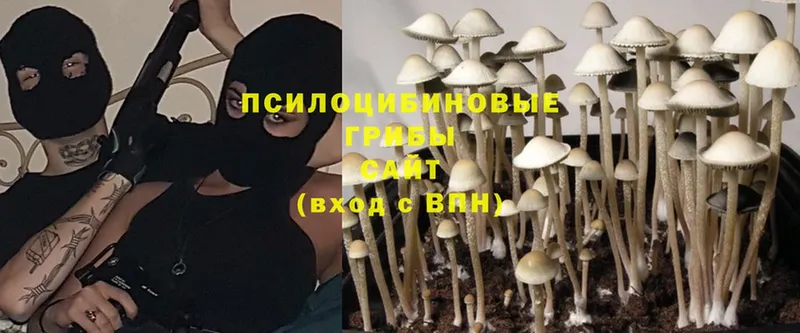 Галлюциногенные грибы Magic Shrooms  даркнет сайт  Грязи 